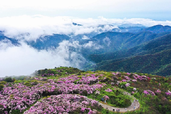 杜鹃花开迎宾朋.jpg